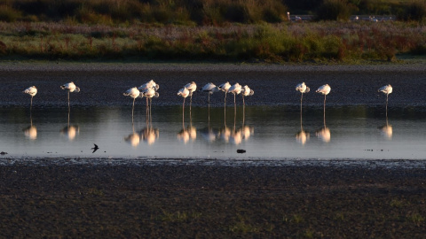 Vista de un grupo de flamencos en el Parque Nacional de Doñana. Vista de un grupo de flamencos en el Parque Nacional de Doñana.