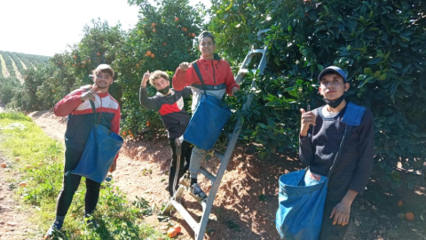 Ayoub, Yawad, Brahim y Oussama recogen naranjas en una finca de Huelva. Ayoub, Yawad, Brahim y Oussama recogen naranjas en una finca de Huelva.