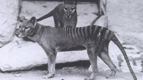 20/09/23-Dos ejemplares del tigre de Tasmania (o tilacino), fotografiados en 1902. Este animal fue el último miembro viviente de su género.