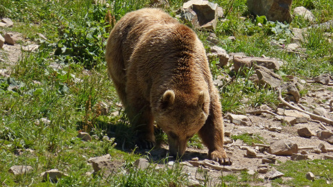 El oso pardo de los Pirineos. El oso pardo de los Pirineos.