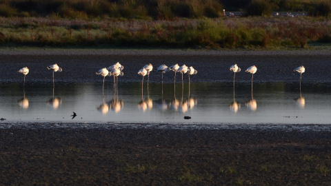 Flamencos en el Parque Natural de Doñana en Huelva, el 30 de junio de 2021. Flamencos en el Parque Natural de Doñana en Huelva, el 30 de junio de 2021.
