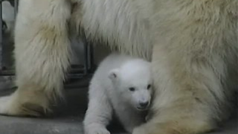 Viena tiene dos nuevas crías de oso polar Viena tiene dos nuevas crías de oso polar