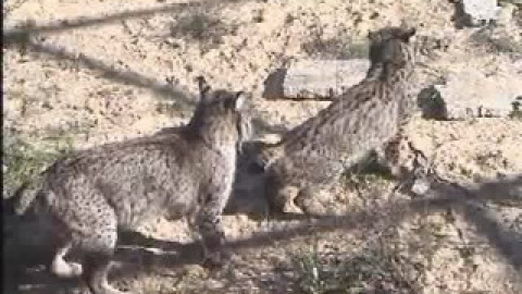 Cópula de Saliega y Jub Cópula de Saliega y Jub