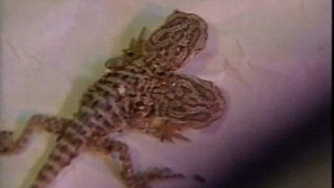 Nace un lagarto con dos cabezas en Estados Unidos Nace un lagarto con dos cabezas en Estados Unidos
