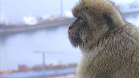 El Gobierno de Gibraltar sacrificará a al menos 25 monos El Gobierno de Gibraltar sacrificará a al menos 25 monos