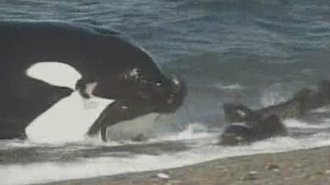 La peculiar técnica de caza de las orcas de la Patagonia La peculiar técnica de caza de las orcas de la Patagonia