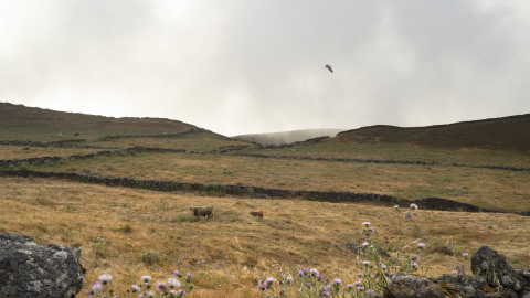 Ganado en la parte alta de El Hierro Ganado en la parte alta de El Hierro