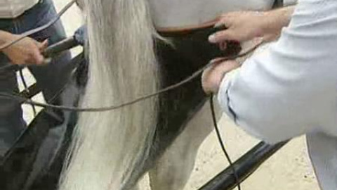 Los caballos de Sevilla ya tienen pañales Los caballos de Sevilla ya tienen pañales