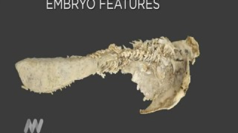 Una madre de 380 millones de años Una madre de 380 millones de años