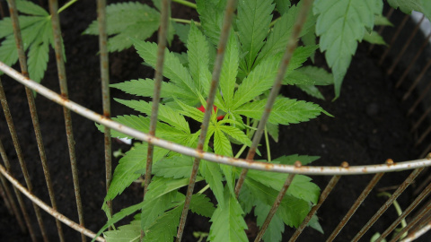 Imagen de archivo de un cultivo de cannabis. Imagen de archivo de un cultivo de cannabis.