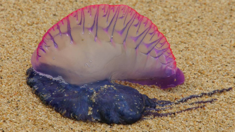 Carabela portuguesa. Carabela portuguesa.