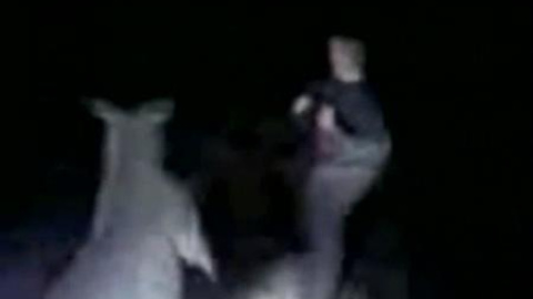 Brutal agresión a un canguro Brutal agresión a un canguro