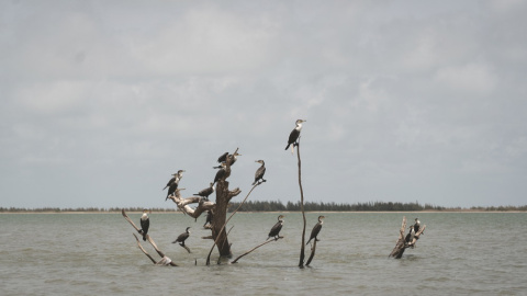 28/11/23 Vista actual del 'árbol de las palabras' de la aldea, muy importante en las tradiciones africanas por ser donde se debate sobre los asuntos de la comunidad y donde se celebran las fiestas familiares, en la zona que fue inundada en las aguas del 28/11/23 Vista actual del 'árbol de las palabras' de la aldea, muy importante en las tradiciones africanas por ser donde se debate sobre los asuntos de la comunidad y donde se celebran las fiestas familiares, en la zona que fue inundada en las aguas del