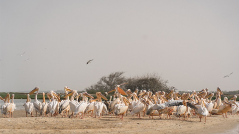 28/11/23 Estuario del río Senegal, una zona de reproducción de pájaros conocida por las grandes concentraciones de pelicanos y águilas pescadoras. 28/11/23 Estuario del río Senegal, una zona de reproducción de pájaros conocida por las grandes concentraciones de pelicanos y águilas pescadoras.