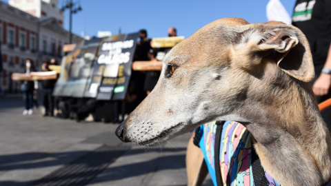 11/02/2022-Un galgo durante una concentración para defender la protección de los galgos, en la Puerta del Sol, a 14 de octubre de 2021, en Madrid, (España). 11/02/2022-Un galgo durante una concentración para defender la protección de los galgos, en la Puerta del Sol, a 14 de octubre de 2021, en Madrid, (España).