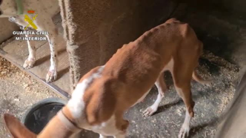 La Guardia Civil rescata en Las Palmas a 39 perros en pésimas condiciones La Guardia Civil rescata en Las Palmas a 39 perros en pésimas condiciones