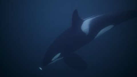 Las orcas se atreven con el mayor animal del mundo, la ballena azul Las orcas se atreven con el mayor animal del mundo, la ballena azul