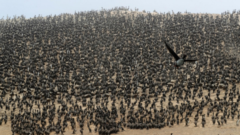 09/02/2022 Aves marinas en Isla Pescaderos después de que Repsol derramara más de 10.000 barriles de petróleo crudo 09/02/2022 Aves marinas en Isla Pescaderos después de que Repsol derramara más de 10.000 barriles de petróleo crudo