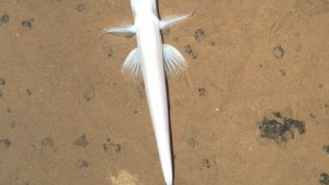 Los ecosistemas donde opera la minería submarina tardarán millones de años en regenerarse Los ecosistemas donde opera la minería submarina tardarán millones de años en regenerarse