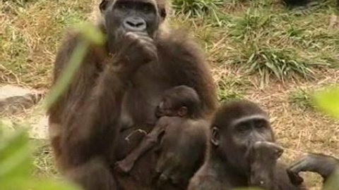 Nace un bebe gorila en cautividad Nace un bebe gorila en cautividad