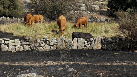 Unas vacas cerca de terreno calcinado en el incendio en el término abulense de Navalacruz. Unas vacas cerca de terreno calcinado en el incendio en el término abulense de Navalacruz.