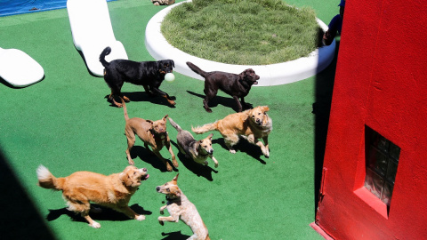 Un grupo de perros juega en una imagen de archivo. Un grupo de perros juega en una imagen de archivo.