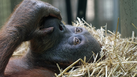 Orangután. Orangután.