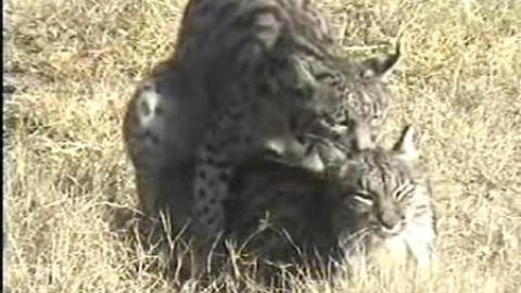 Hay que ser un lince para hacer el amor Hay que ser un lince para hacer el amor