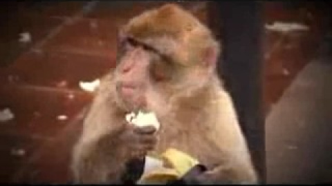 El Follonero se infiltra en Gibraltar El Follonero se infiltra en Gibraltar