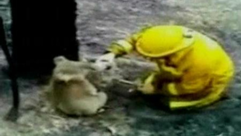 Koala rescatado de un devastado bosque en Australia Koala rescatado de un devastado bosque en Australia