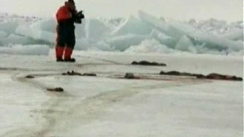 Espeluznantes imágenes de la matanza de focas de Canadá Espeluznantes imágenes de la matanza de focas de Canadá