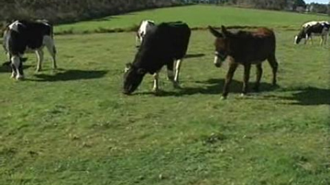 Burros contra lobos Burros contra lobos