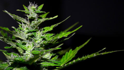 Otras miradas - Unidas por la Regulación Integral del Cannabis Otras miradas - Unidas por la Regulación Integral del Cannabis