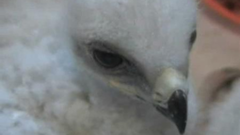 Nacen cuatro crías de águila perdiguera Nacen cuatro crías de águila perdiguera