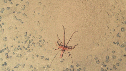 Bathystylodactylus echinus Bathystylodactylus echinus