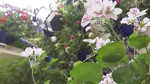 Patios cordobeses, arte en flor Patios cordobeses, arte en flor