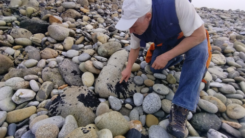 Sven muestra piedras que siguen manchadas por fuel del Prestige, en el concello de Carnota (A Coruña).