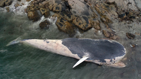 Una ballena azul de edad desconocida yace en las orillas del Parque Provincial Crystal Crescent Beach, a 10 de septiembre de 2021, Canadá. Una ballena azul de edad desconocida yace en las orillas del Parque Provincial Crystal Crescent Beach, a 10 de septiembre de 2021, Canadá.