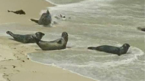 Baños entre focas en San Diego Baños entre focas en San Diego