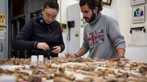 Investigadors analitzant les restes recollides al jaciment arqueològic Investigadors analitzant les restes recollides al jaciment arqueològic