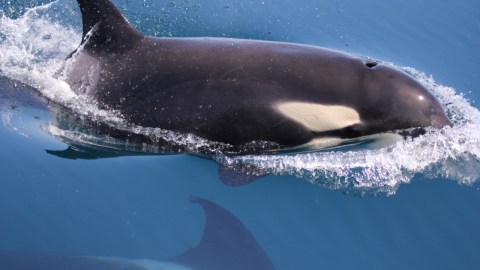 Una orca de la subpoblación ibérica. Una orca de la subpoblación ibérica.