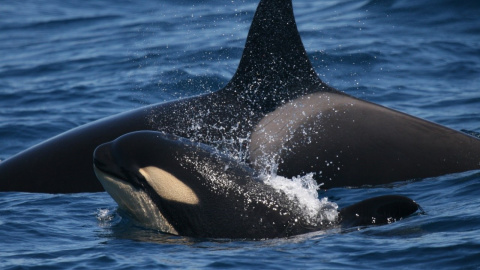 Dos orcas de la subpoblación ibérica. Dos orcas de la subpoblación ibérica.