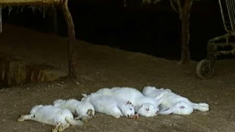 Matan a más de 2.000 conejos en una granja de Urnieta, Guipúzcoa Matan a más de 2.000 conejos en una granja de Urnieta, Guipúzcoa