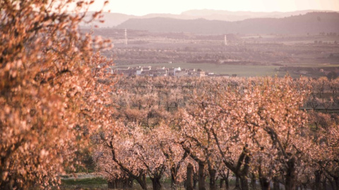 Floració d'ametllers a Arbeca Floració d'ametllers a Arbeca