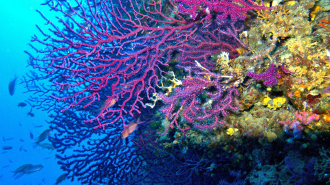 Un coral marino. Un coral marino.