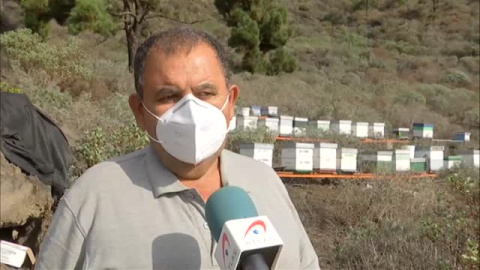 Los apicultores de La Palma dan por perdida la cosecha del año que viene Los apicultores de La Palma dan por perdida la cosecha del año que viene