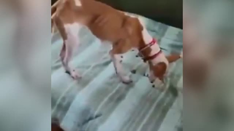 Entregan de forma anónima a las autoridades los perros rescatados misteriosamente en La Palma Entregan de forma anónima a las autoridades los perros rescatados misteriosamente en La Palma