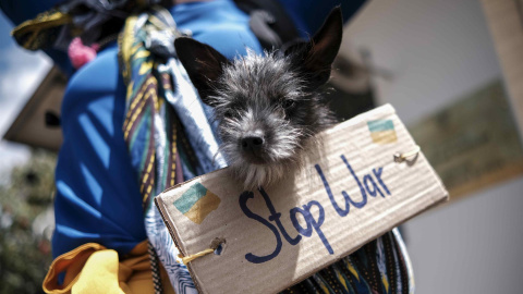 Fotografía de un perro con un letrero colgado que dice 'Stop War' durante una manifestación de ciudadanos ucranianos, residentes en Costa Rica, hoy frente a la embajada de Rusia ubicada en San José. Fotografía de un perro con un letrero colgado que dice 'Stop War' durante una manifestación de ciudadanos ucranianos, residentes en Costa Rica, hoy frente a la embajada de Rusia ubicada en San José.