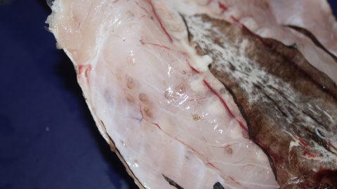 El interior de in pescado infestado por anisakis. / Wikipedia El interior de in pescado infestado por anisakis. / Wikipedia