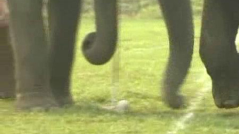 Los elefantes juegan al polo Los elefantes juegan al polo